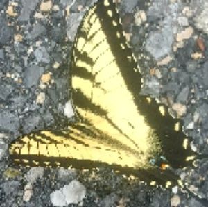 Meet your Posher, Joetta